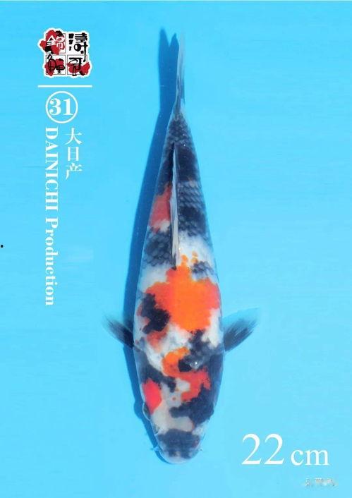 鸟哥爆料锦鲤视频,鸟哥独家爆料背后的故事  第2张